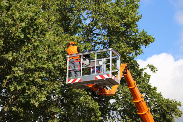 Mulching Services in Point Roberts, WA